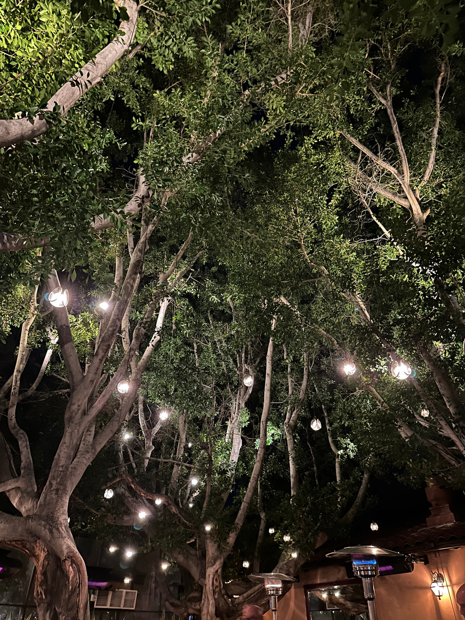 The twinkle-light-strung trees canopying the patio at Le Vallauris fine dining restaurant in Palm Springs.