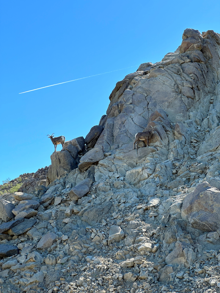 View of bighorn sheep roaming a mountainside at The Living Desert Zoo and Gardens in Palm Desert.